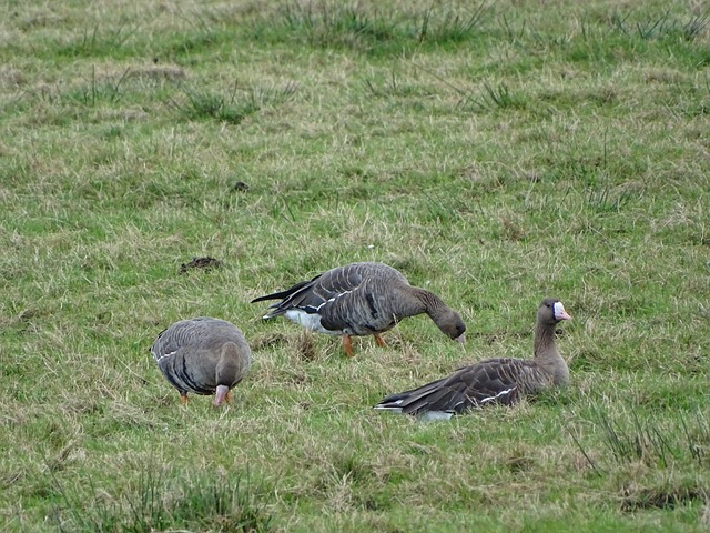 承担更多的 承担更多的